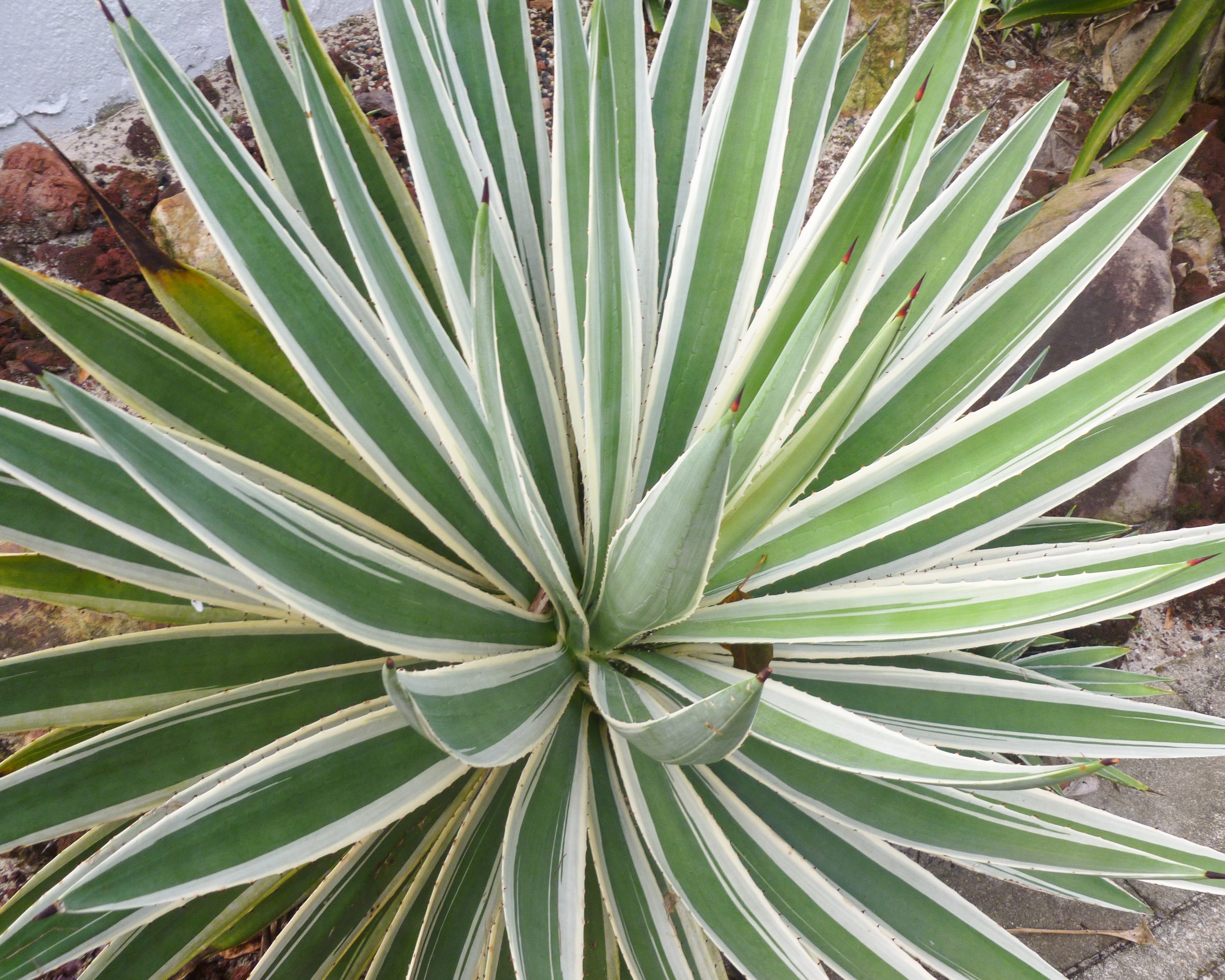 Top view of a spiky rosette plant with long green leaves edged in white, growing among rocks.